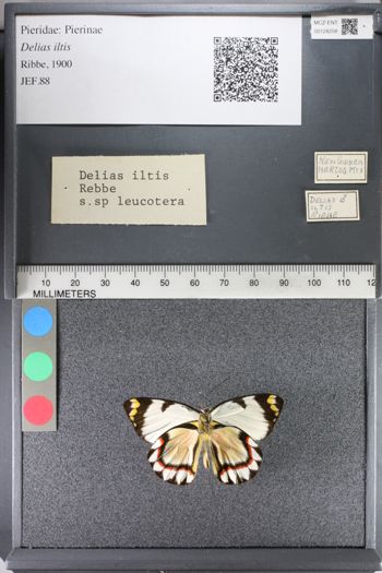Media type: image;   Entomology 128258